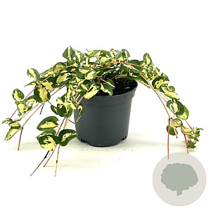 Vinca major 'Wojo's Jem' 30-35 cm 2,0L