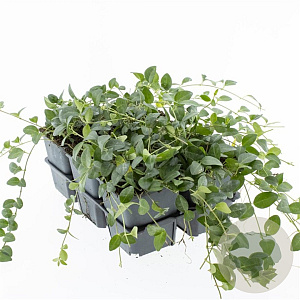 Vinca minor 'Atropurpurea' GM P9