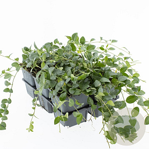 Vinca minor 'Atropurpurea' GM P9