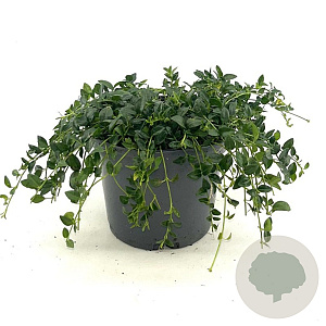 Vinca minor 'Elisa' 25 cm 2,0L