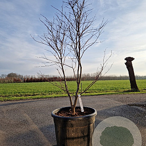 Acer japonicum 'Vitifolium' 125-150 cm container meerstammig