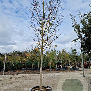 Acer monspessulanum 180 cm stam container 30-35