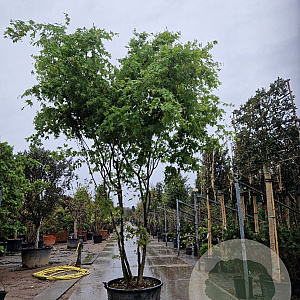 Acer palmatum 350-400 cm container meerstammig