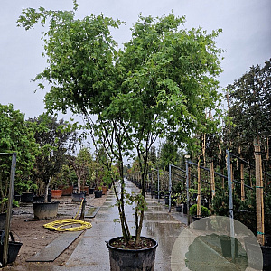 Acer palmatum 350-400 cm container meerstammig