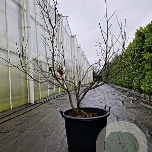 Acer pal. 'Bloodgood' 100-125 cm container multiplateau