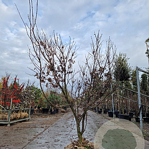 Acer pal. 'Bloodgood' 150-175 cm draadkluit meerstammig paraplu