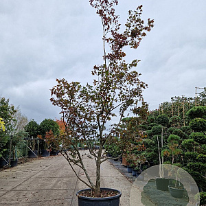 Acer pal. 'Bloodgood' 300-350 cm container solitair