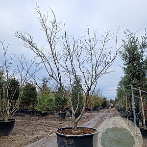 Acer pal. 'Fireglow' 200-250 cm container meerstammig solitair