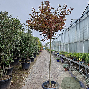 Acer pal. 'Fireglow' 180 cm stam container 14-16