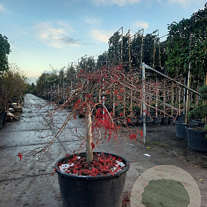 Acer pal. 'Inaba-shidare' 70 cm stam container kroon 125-150