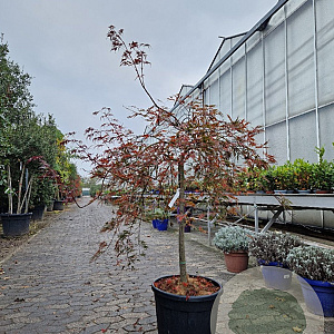 Acer pal. 'Inaba-shidare' 80 cm stam container kroon 100-125