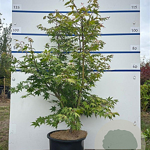 Acer pal. 'Osakazuki' 125-150 cm 20L meerstammig