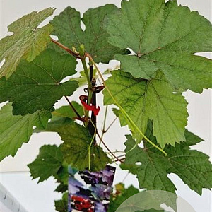 Vitis vinifera 'Purpurea' 70-80 cm 2,5L