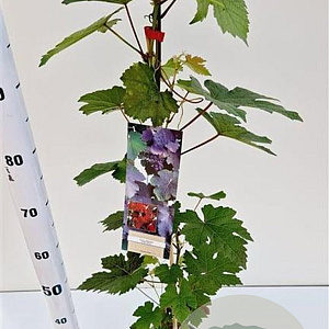 Vitis vinifera 'Purpurea' 70-80 cm 2,5L