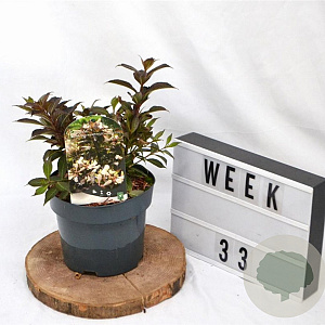 Weigela Black and White 25-30 cm 3,0L
