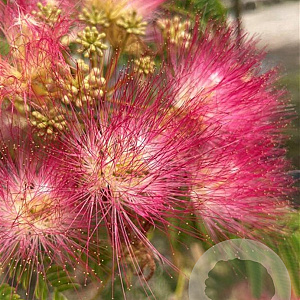Albizia julibrissin 175-200 cm container meerstammig