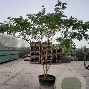 Albizia julibrissin 200-250 cm container struik solitair