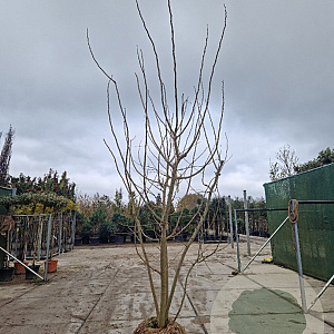 Albizia julibrissin 250-300 cm draadkluit meerstammig solitair