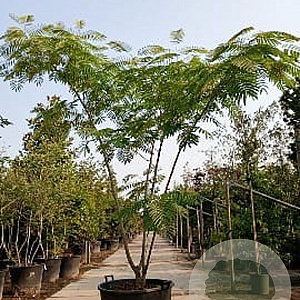 Albizia julibrissin 250-300 cm container meerstammig extra