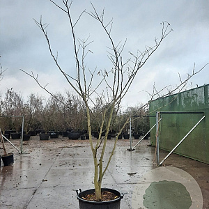 Albizia julibrissin 250-300 cm container meerstammig