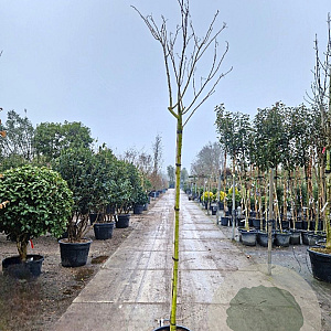 Albizia julibrissin 180 cm stam 35L