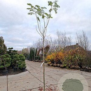 Albizia julibrissin 200 cm stam container 8-10