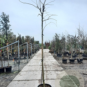 Albizia julibrissin 200 cm stam container 10-12 lei 150x120