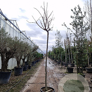 Albizia julibrissin 200 cm stam container 14-16 hoge lei