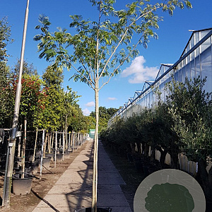 Albizia julibrissin 200 cm stam container 14-16 hoge lei