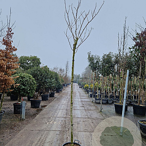 Albizia julibrissin 200 cm stam 30L 8-10