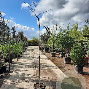 Albizia julibr. 'Summer Chocolate' 200 cm stam 30L 8-10