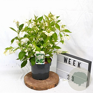 Weigela 'Bristol Snowflake' 40-50 cm 3,0L