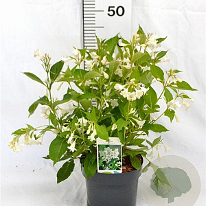 Weigela 'Bristol Snowflake' 40-50 cm 3,0L