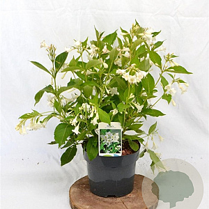 Weigela 'Bristol Snowflake' 40-50 cm 3,0L