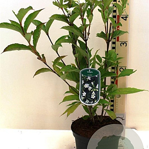 Weigela 'Candida' 40-45 cm 3,0L