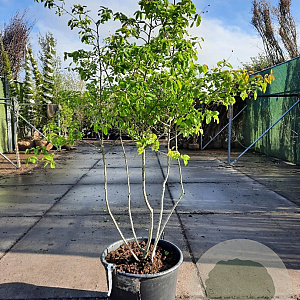 Amelanchier lamarckii 175-200 cm container struik Stam/twijgen