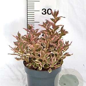 Weigela florida All Summer Monet 25-30 cm 3,0L