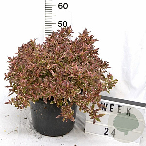 Weigela florida All Summer Monet 50-70 cm 12L