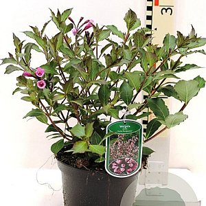 Weigela florida 'Foliis Purpureis' 40-45 cm 3,0L