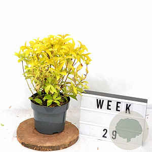 Weigela florida Jean's Gold 25-30 cm 3,0L