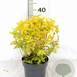 Weigela florida Jean's Gold 25-30 cm 3,0L