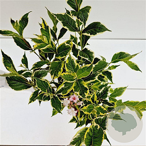 Weigela florida 'Variegata' 30-40 cm 2,5L