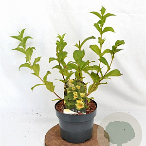 Weigela middendorffiana 30-40 cm 3,0L