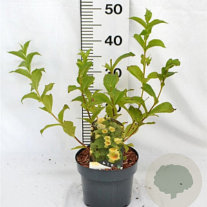 Weigela middendorffiana 30-40 cm 3,0L