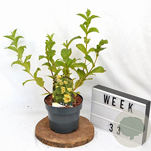 Weigela middendorffiana 30-40 cm 3,0L