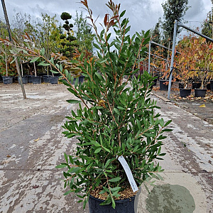 Callistemon citrinus 70-90 cm 10L