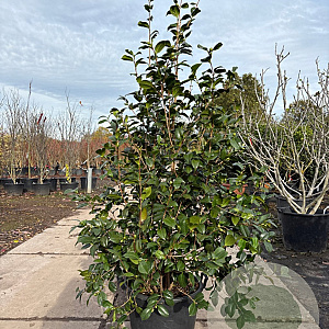 Camellia japonica 150-175 cm cont. 70L