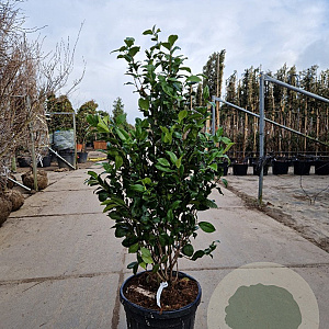 Camellia japonica 100-125 cm 35L extra