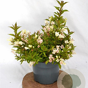Weigela Picobella Bianco 25-30 cm 3,0L