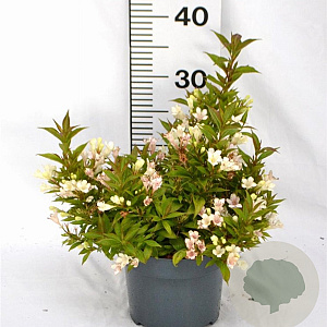 Weigela Picobella Bianco 25-30 cm 3,0L